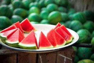 立秋吃瓜图,一场别开生面的“吃瓜”盛宴