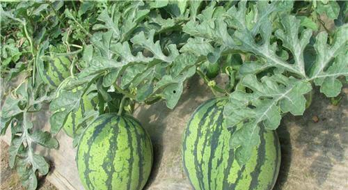 吃瓜变黑,吃瓜也能变黑？揭秘日常饮食中的“隐形”美白陷阱