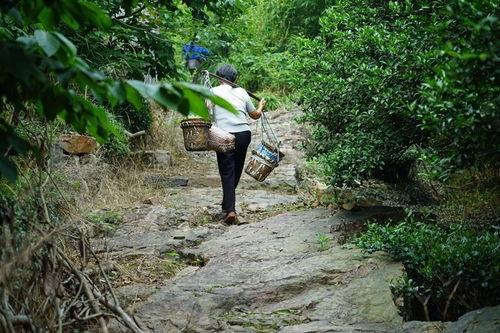 吃瓜大队荒岛,吃瓜大队的奇幻冒险之旅