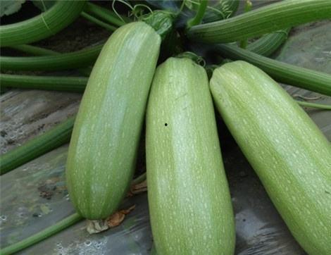 子母瓜可以吃吗,天然美味，健康可食的神奇果实