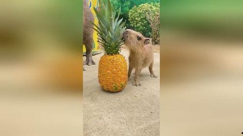 小羊吃瓜叶子,小羊的夏日瓜叶盛宴