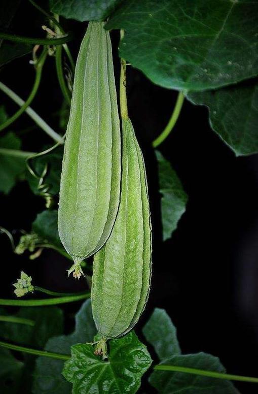 吃瓜冰瓜八棱瓜,吃瓜、冰瓜、八棱瓜的甜蜜诱惑