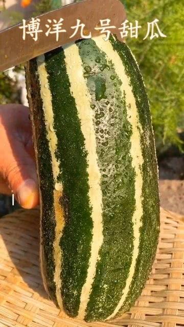 吃瓜了你这瓜保熟吗,揭秘“你这瓜保熟吗”的真相与选择技巧