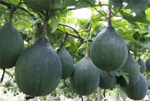 经期女性吃的瓜,缓解不适，呵护健康