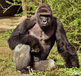 大猩猩吃瓜照片高清,高清镜头捕捉生态瞬间