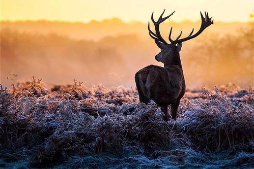 麋鹿吃瓜日记测试,一场与自然的甜蜜邂逅