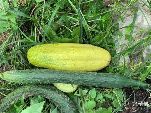 吃自己家种的瓜,瓜熟蒂落，共享丰收喜悦