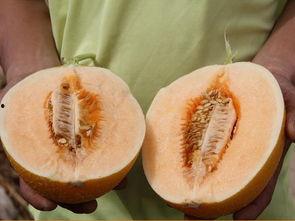 吃瓜成本高,吃瓜成本高背后的真相与反思