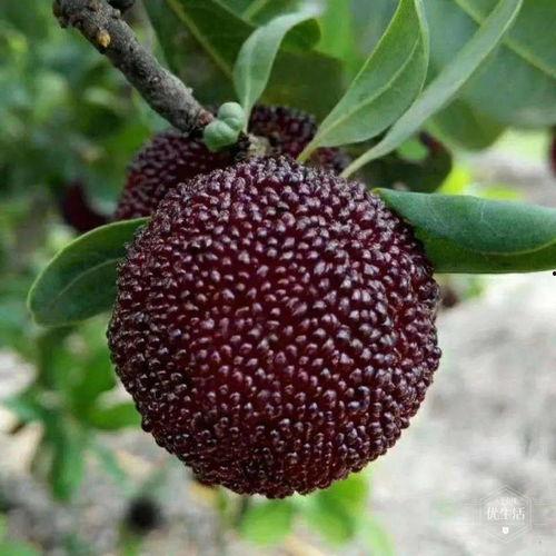 荔枝海盐能和角瓜一起吃,健康美味两不误