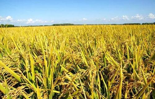 吃瓜掩盖杂交水稻