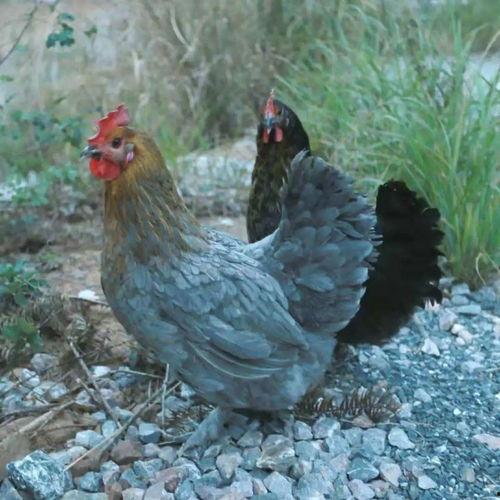 主播吃瓜猩猩,吃瓜猩猩带你揭秘娱乐圈幕后真相