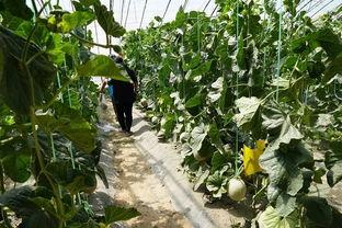 阳谷吃瓜视频,揭秘当地特色美食与风土人情