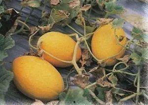 和田吃瓜最新,揭秘瓜界新宠，品味夏日清凉