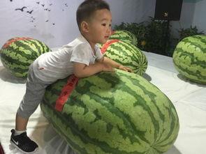 最近中介吃瓜事件,吃瓜群众热议“中介吃瓜”事件