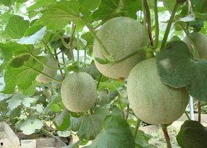 痘痘可以吃哈密瓜吗,哈密瓜的神奇护肤功效