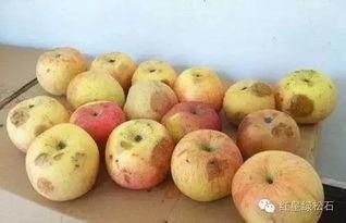 吃瓜嘴里有苦味吗,口感背后的科学原理