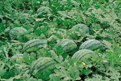 吃瓜湘潭医卫,吃瓜群众眼中的行业风云