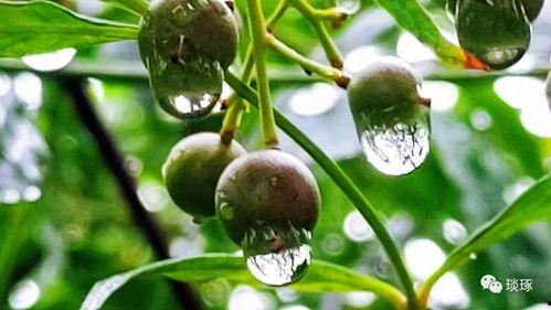 暑天吃瓜季节,瓜果飘香——暑天吃瓜季畅享清凉