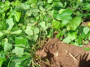 土瓜可以炒菜吃吗,家常炒菜中的美味佳肴