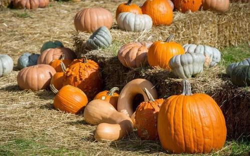 你乒吃瓜,揭秘“吃瓜群众”背后的精彩故事