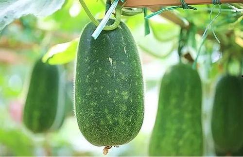 吃四瓜,探寻夏日消暑佳品