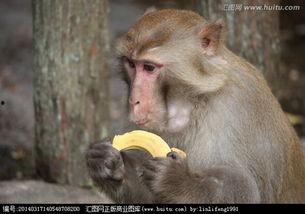 猴子吃瓜照视频,欢乐瞬间捕捉