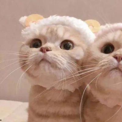 猫吃瓜情头,情头笑意浓