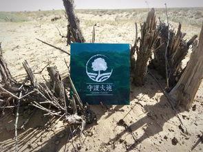 绿洲世界吃瓜在哪