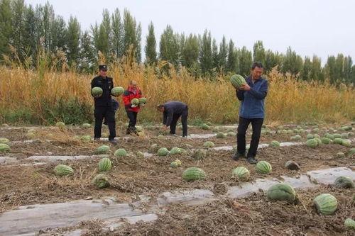 丘北吃瓜群众,揭秘当地热点事件背后的故事