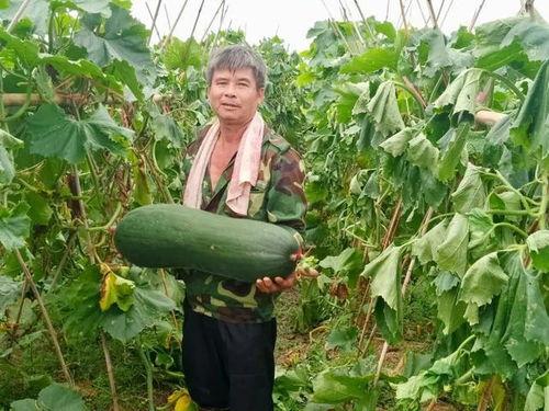 吃瓜劲爆群,揭秘网络社交背后的狂欢与争议